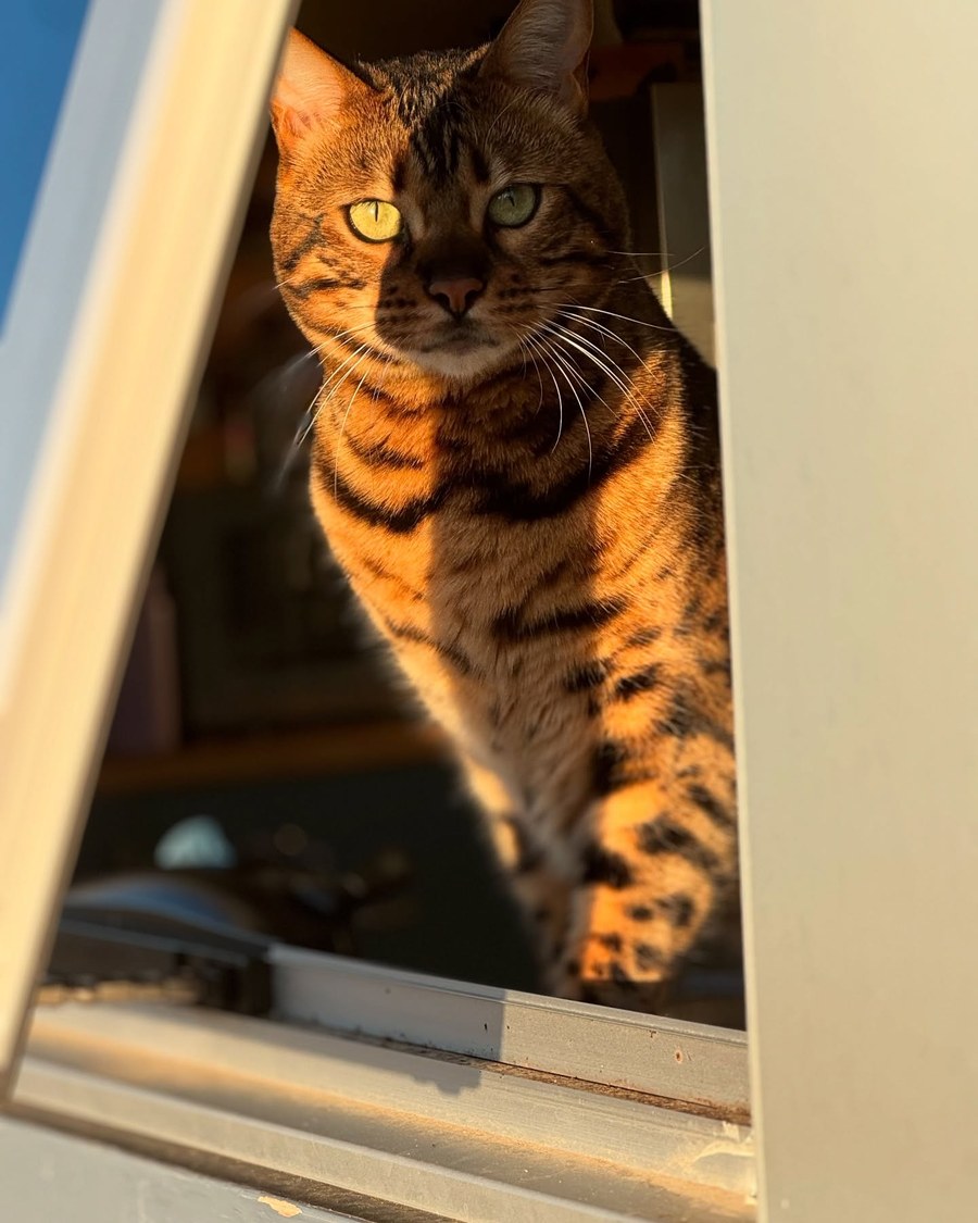 Portrait of Jamila the Bengal cat in golden afternoon light