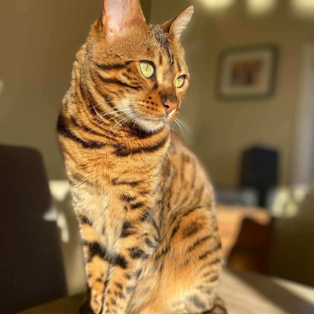 Jamila the Bengal cat in a harness on rocks by the Tasmanian coast